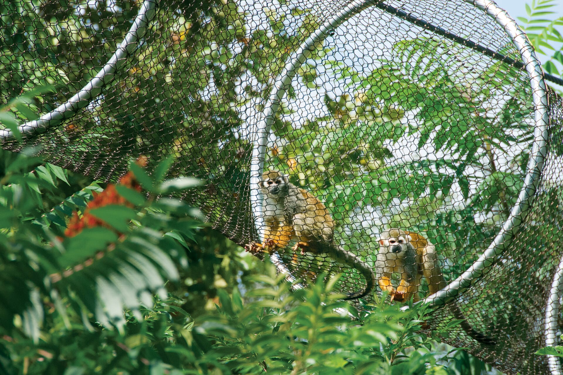 SquirrelMonkey TreetopTrail 0007