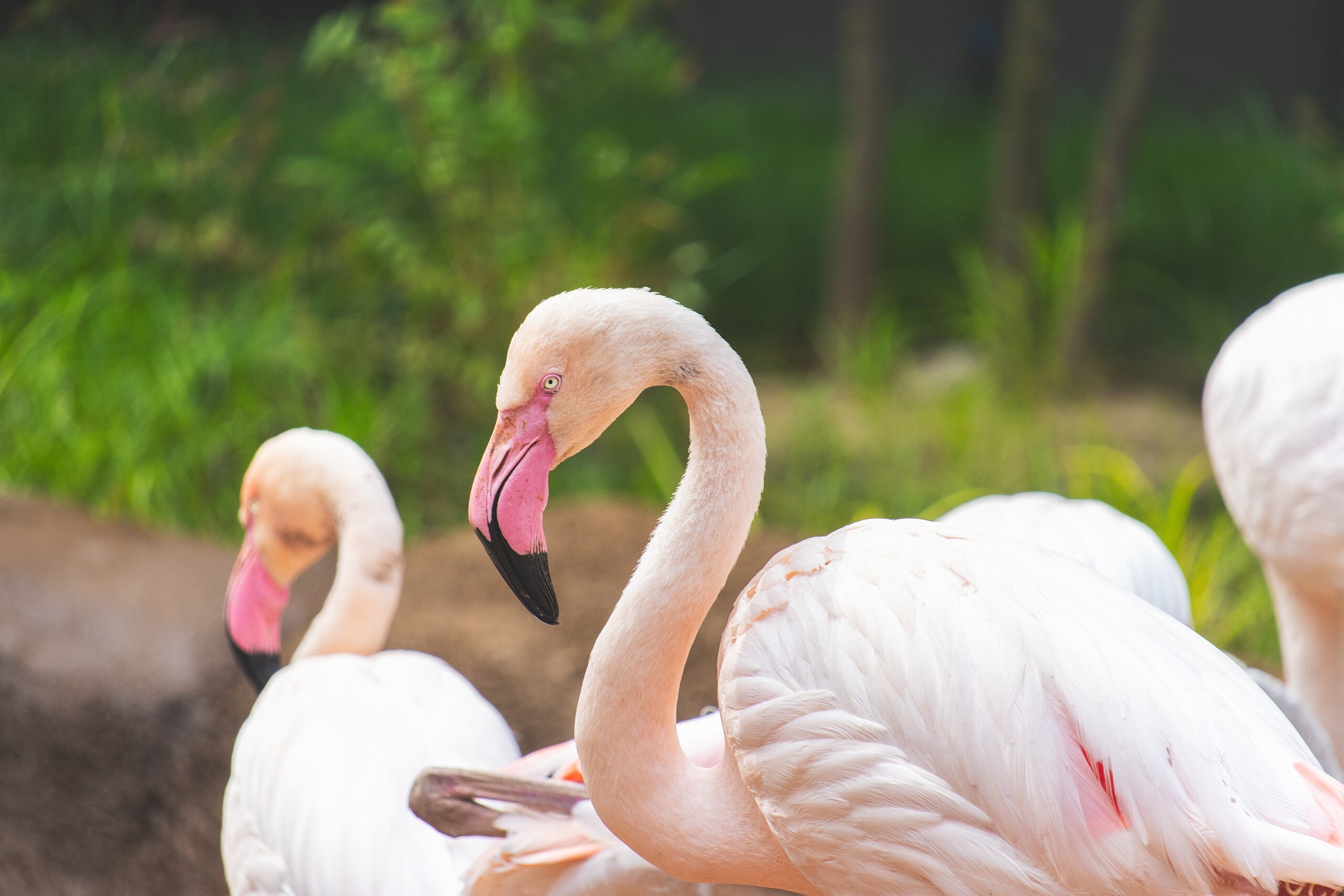 A flamboyance of flamingos inside Flamingo Cove at Philadelphia Zoo.