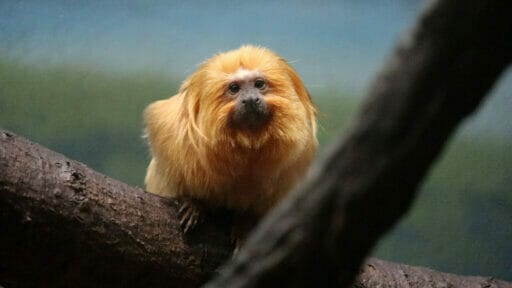 Golden Lion Tamarin 512x288 1