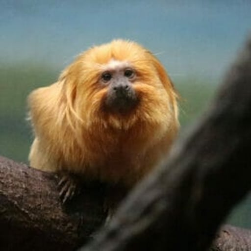 Golden Lion Tamarin 512x288 1