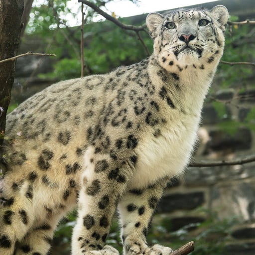 A snow leopard in its habitat in Big Cat Falls at Philadelphia Zoo.