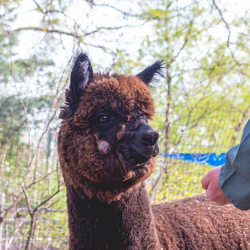 Alpaca 3