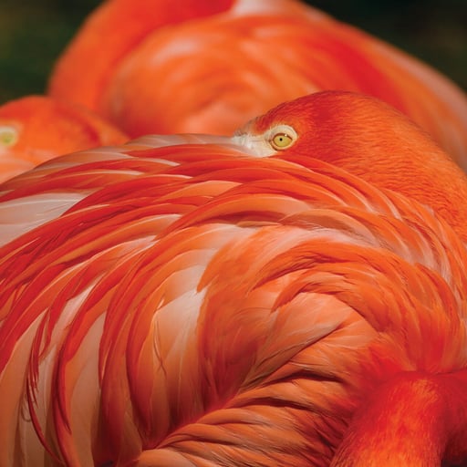 CarribeanFlamingo CToledo MG 3018