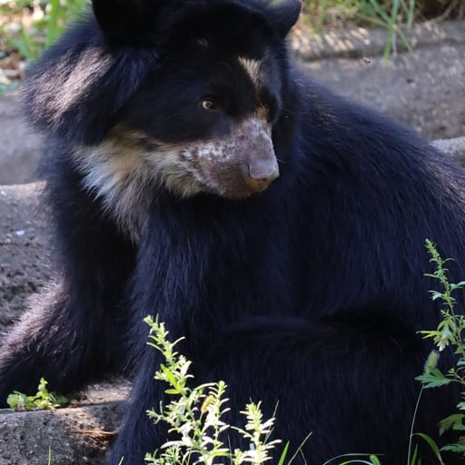 Andean bear Sinchi profile