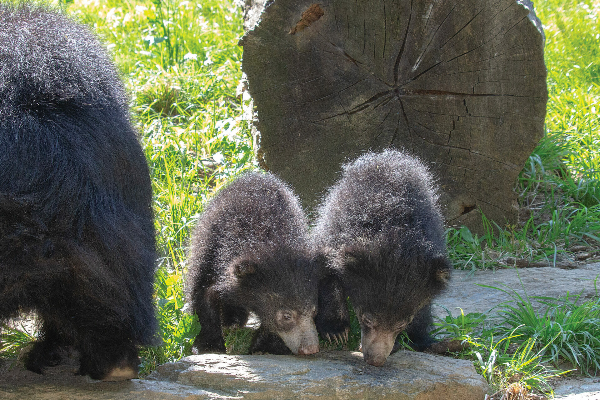 SlothBear Cubs FirstDayOut 05.17.23 3377 1