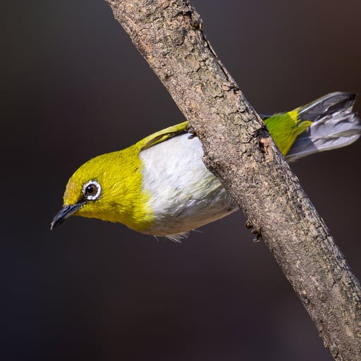 An Indian White-Eye perches atop a tree branch.