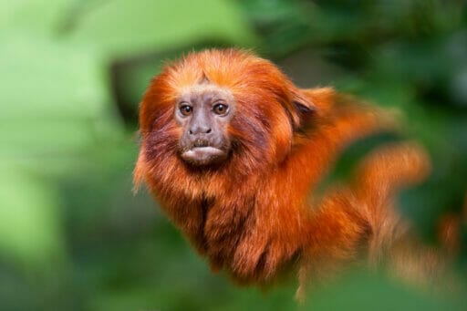 GoldenLionTamarin Shutterstock 121264012 512x341 1