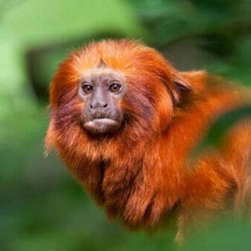 GoldenLionTamarin Shutterstock 121264012 512x341 1