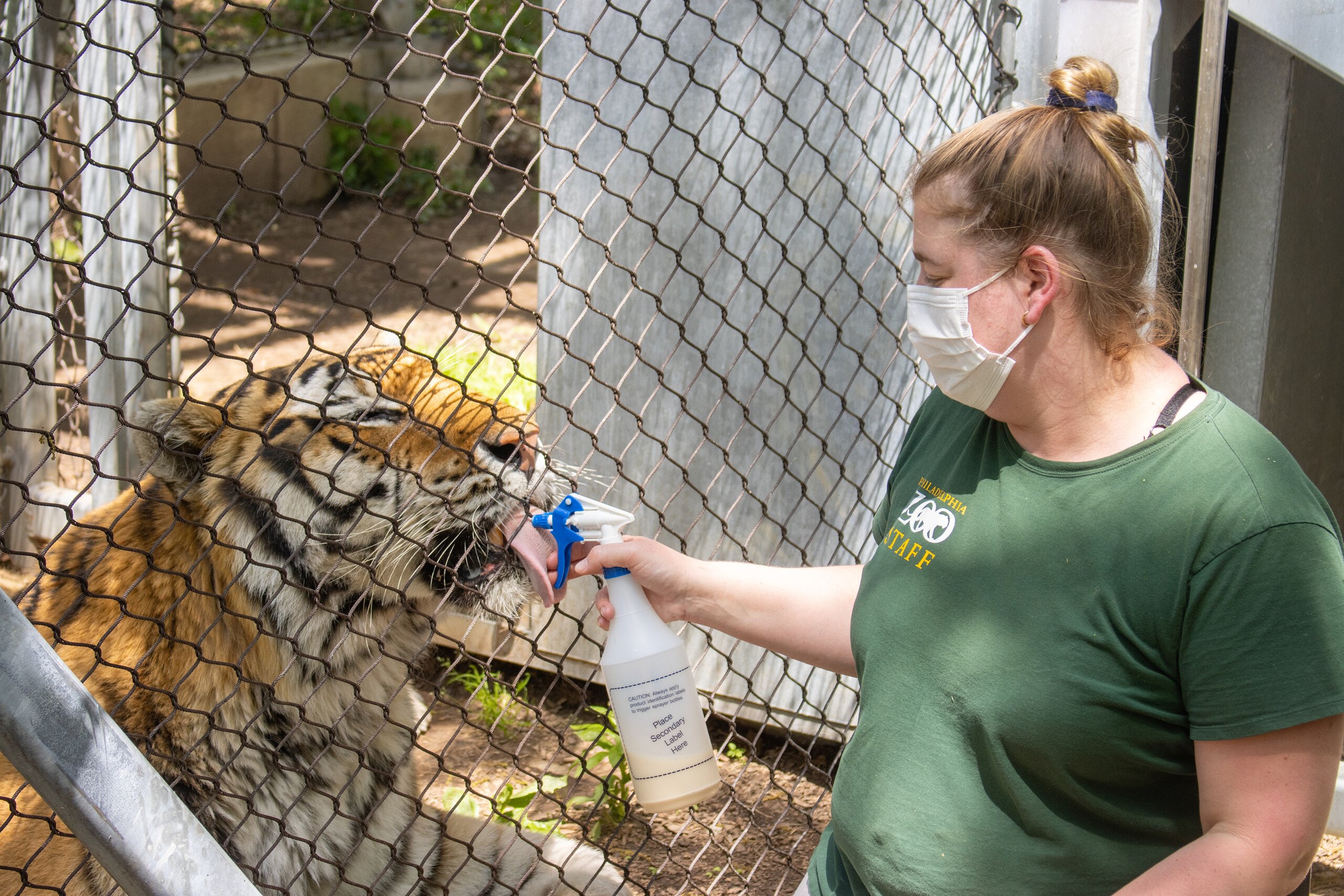 An animal care specialist feeds a tiger a special milk formula with a spray bottle during a behind-the-scenes experience at Philadelphia Zoo.
