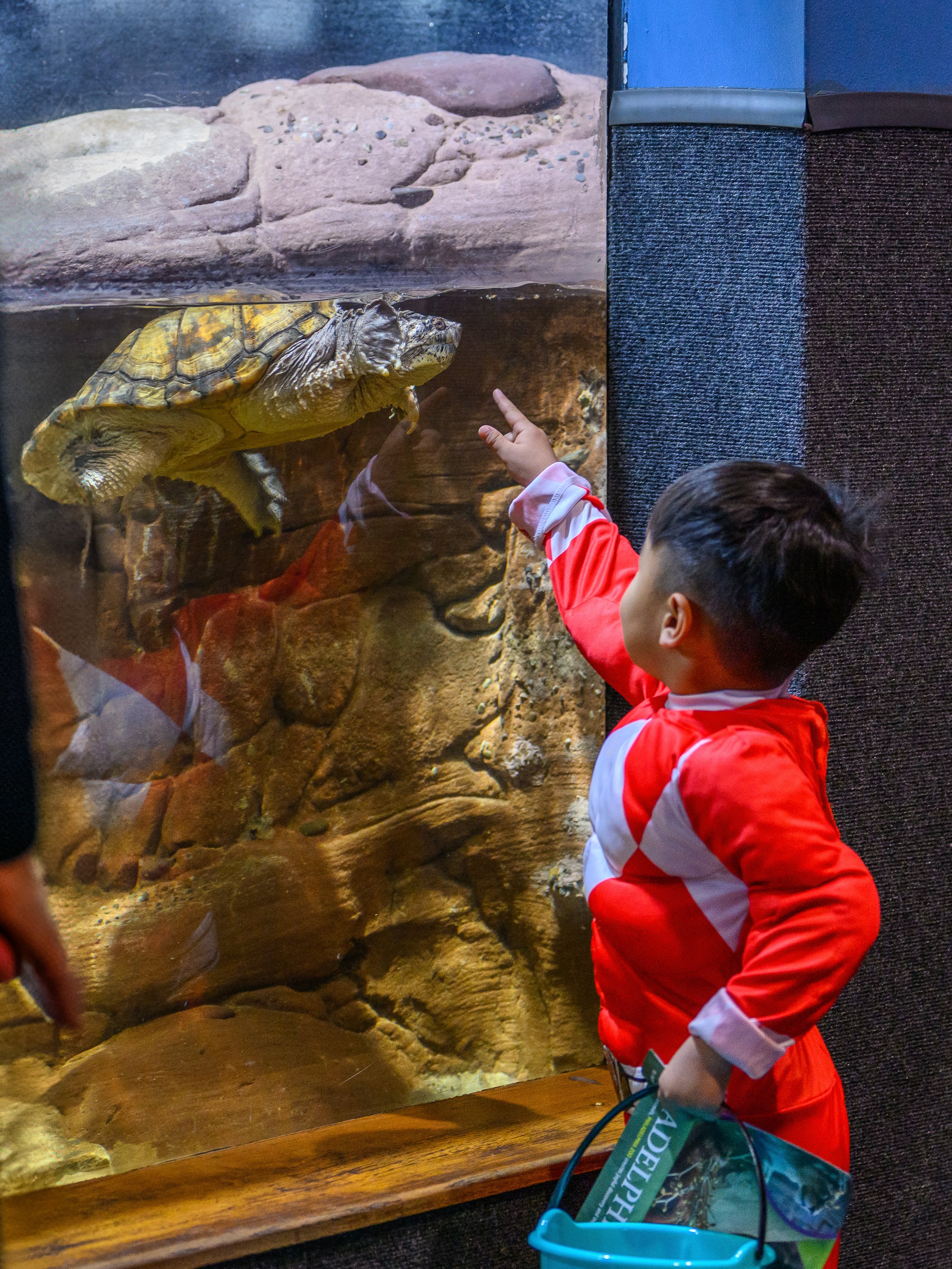 A child in a Power Rangers costume points at a turtle in its enclosure in the Reptile and Amphibian House during Boo at the Zoo at Philadelphia Zoo.