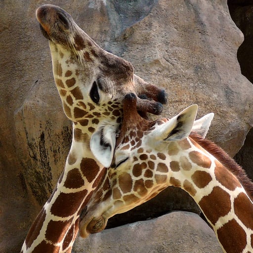 Giraffe 3x2