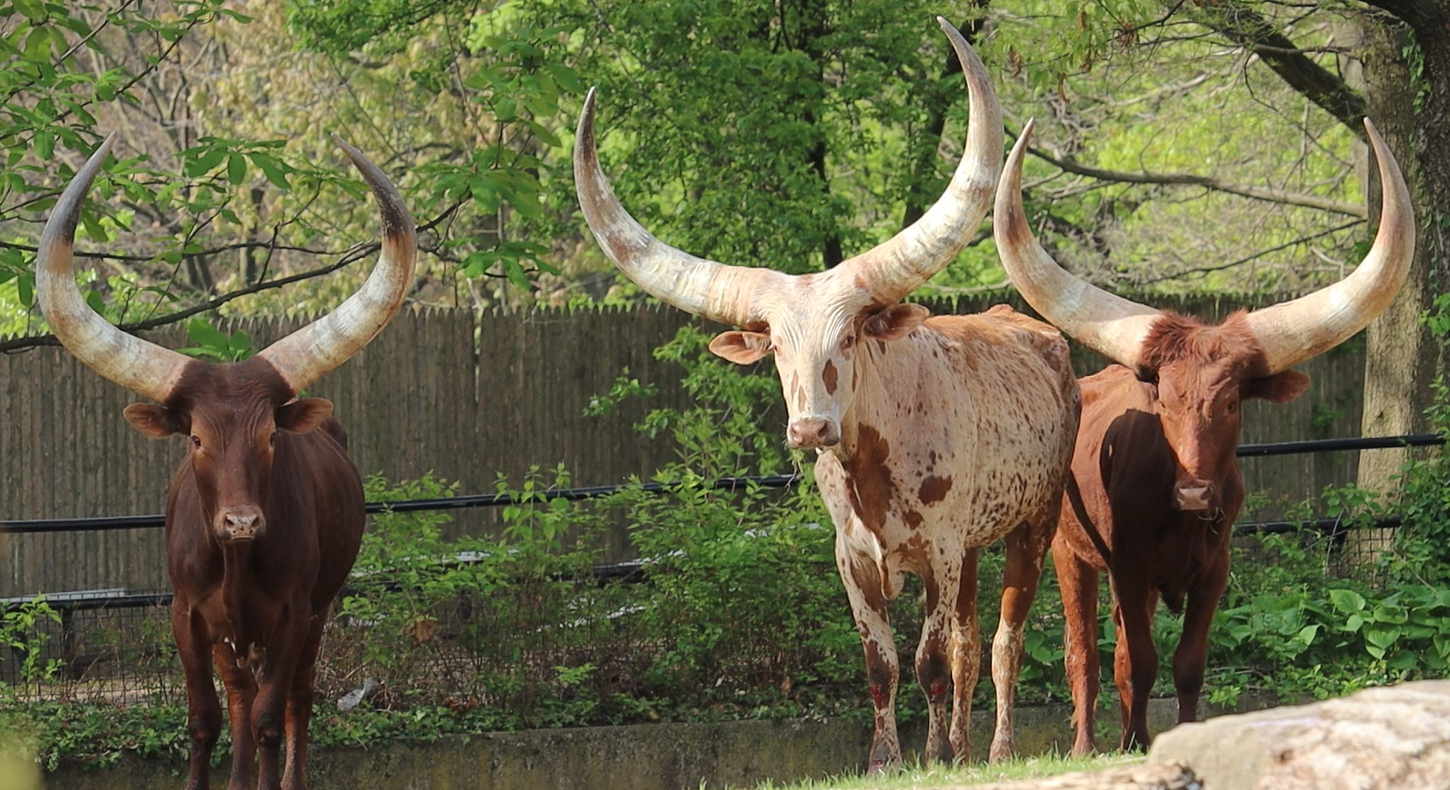 All three Ankole 2