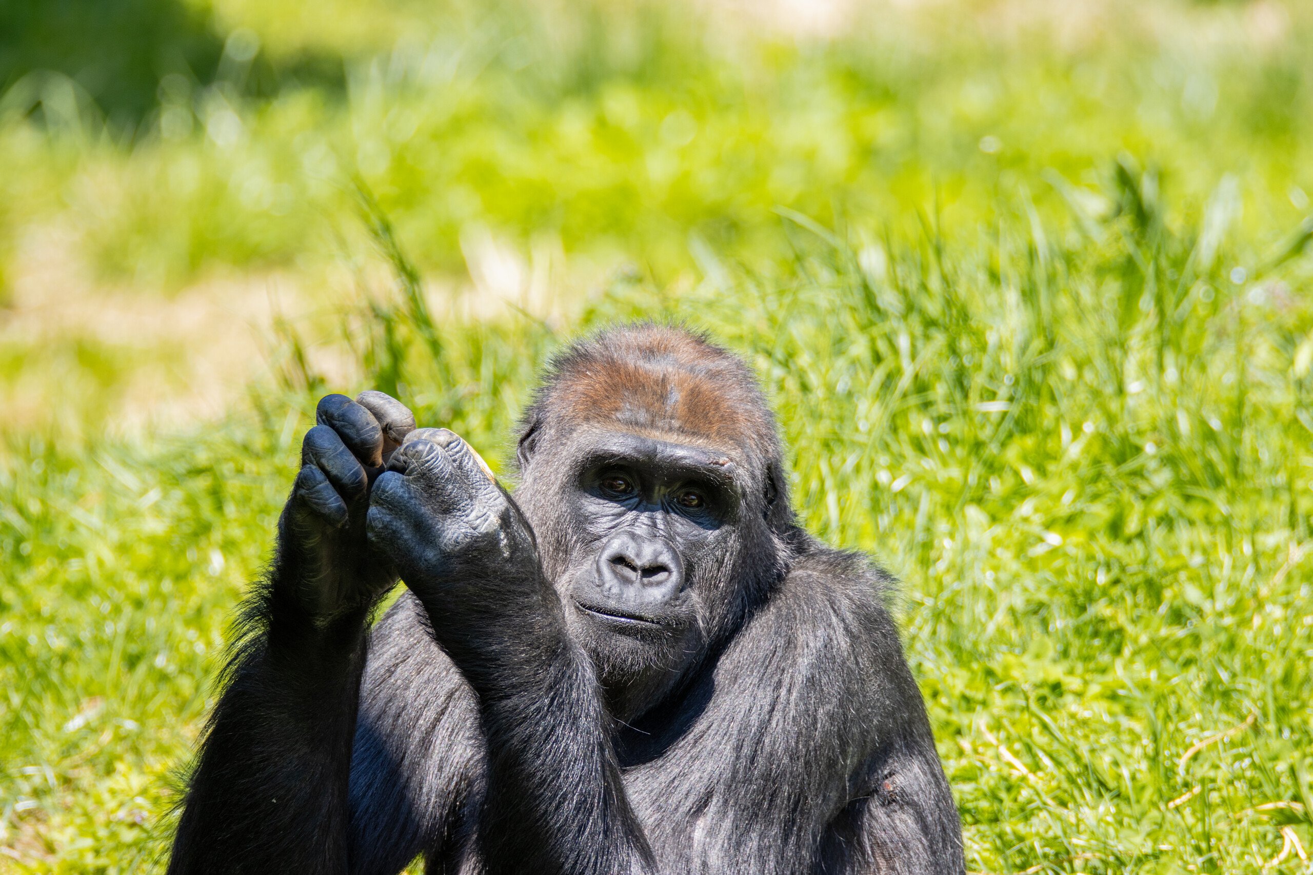 Western lowland gorilla Patty sits in the yard of PECO Primate Reserve at Philadelphia Zoo.