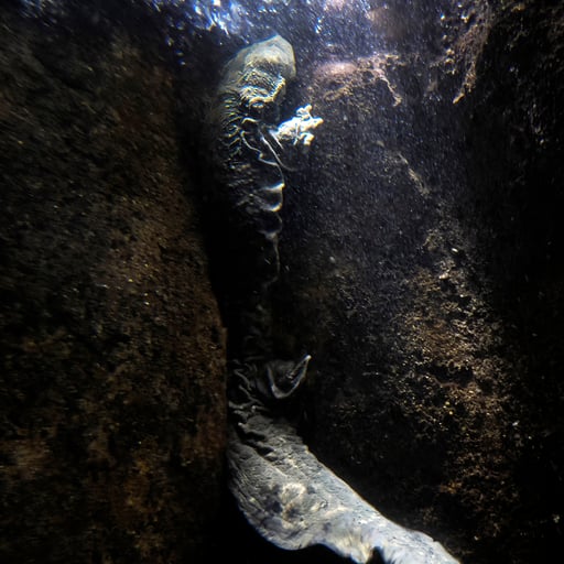 Eastern Hellbender: Habitat, Diet, Conservation, Fun Facts ...
