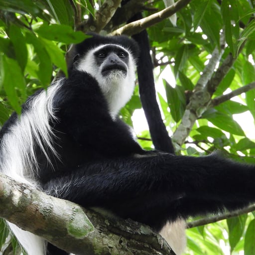 A black-and-white colobus monkey sits in the treetops of a lush forest.