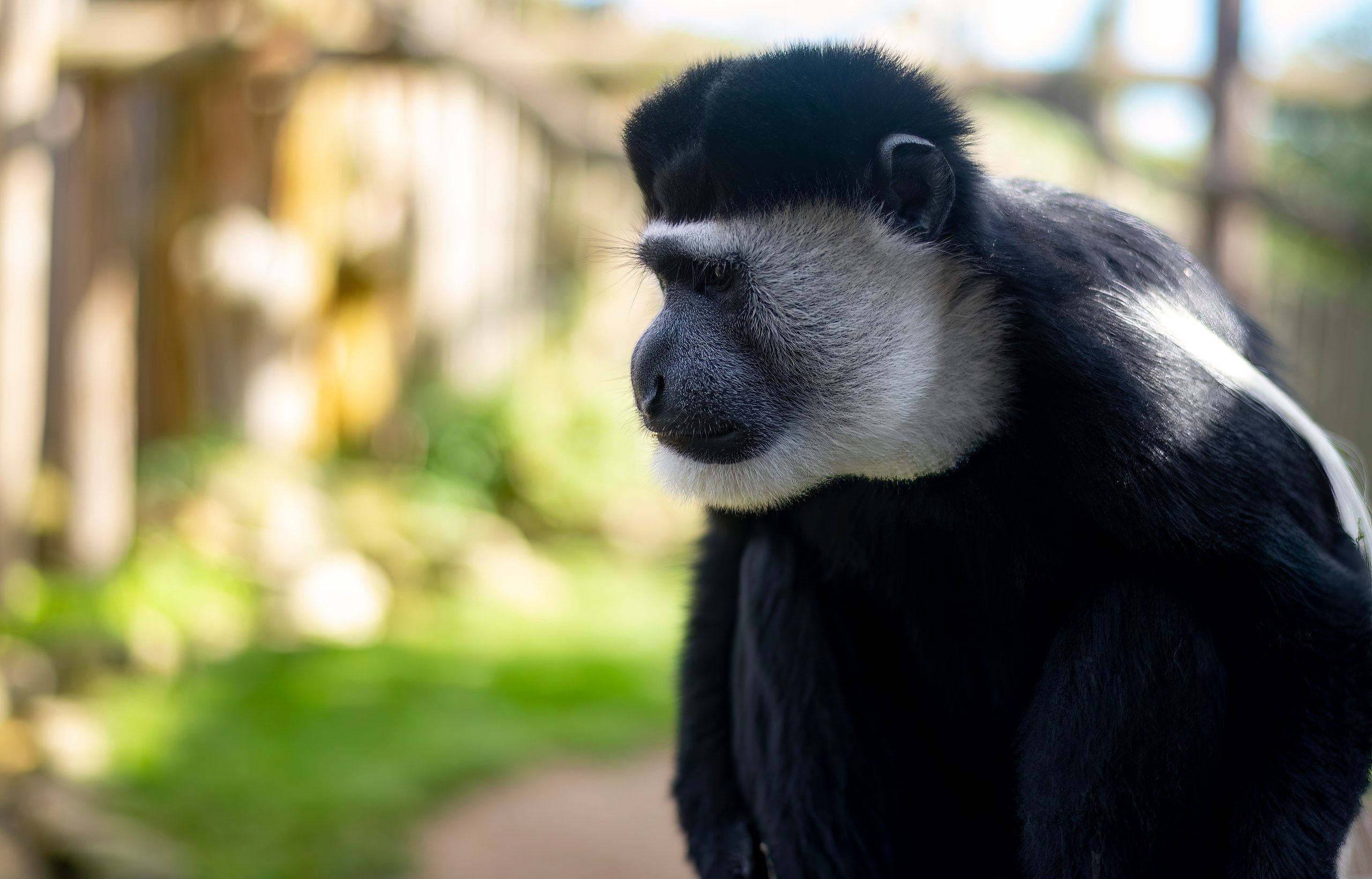 The Mantled Guereza (Colobus guereza), also known simply as the Guereza, the Eastern Black and White Colobus, or the Abyssinian Black and White Colobus.