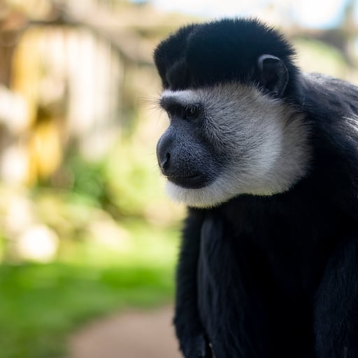The Mantled Guereza (Colobus guereza), also known simply as the Guereza, the Eastern Black and White Colobus, or the Abyssinian Black and White Colobus.