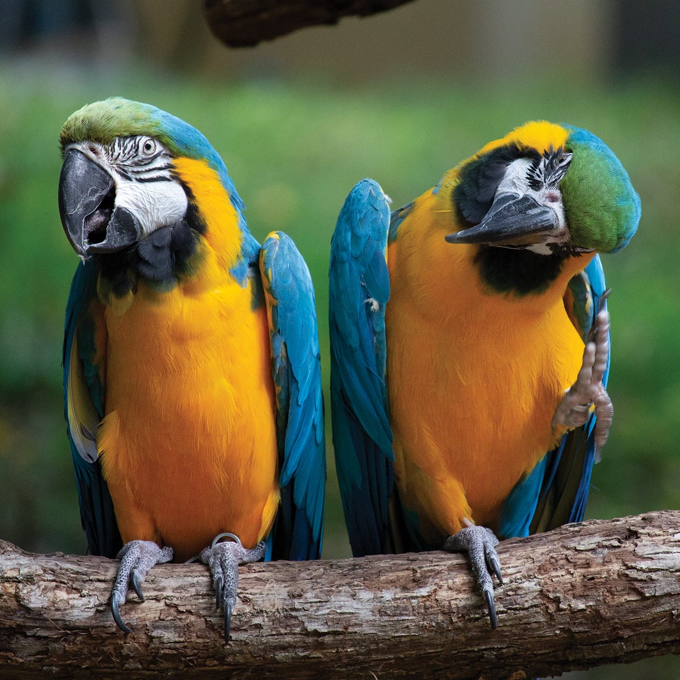 BlueAndGoldMacaw MachuAndPicchu 6712