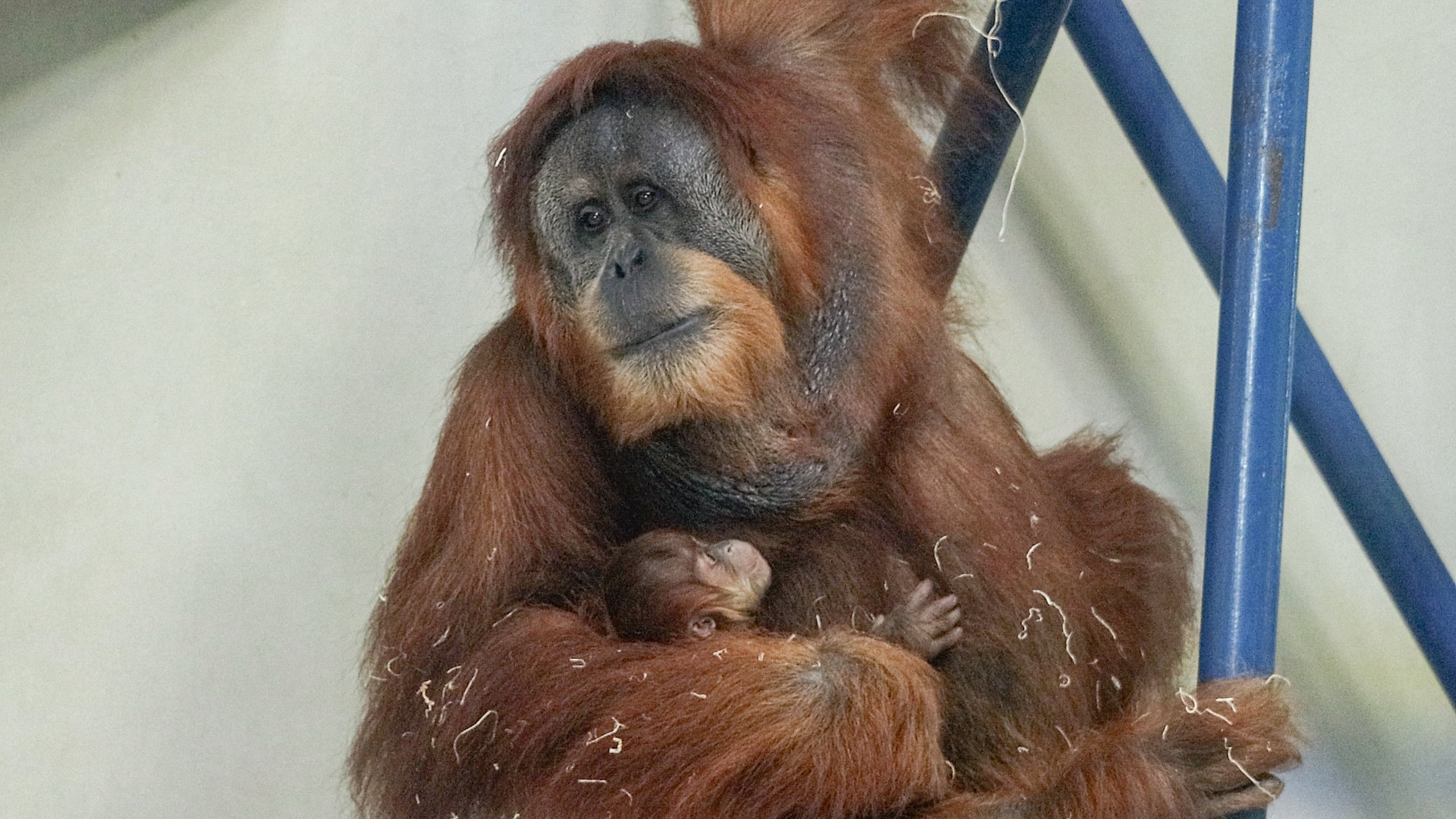 Philadelphia Zoo Announces Birth of Sumatran Orangutan
