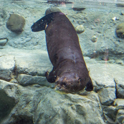 GiantRiverOtter 3870