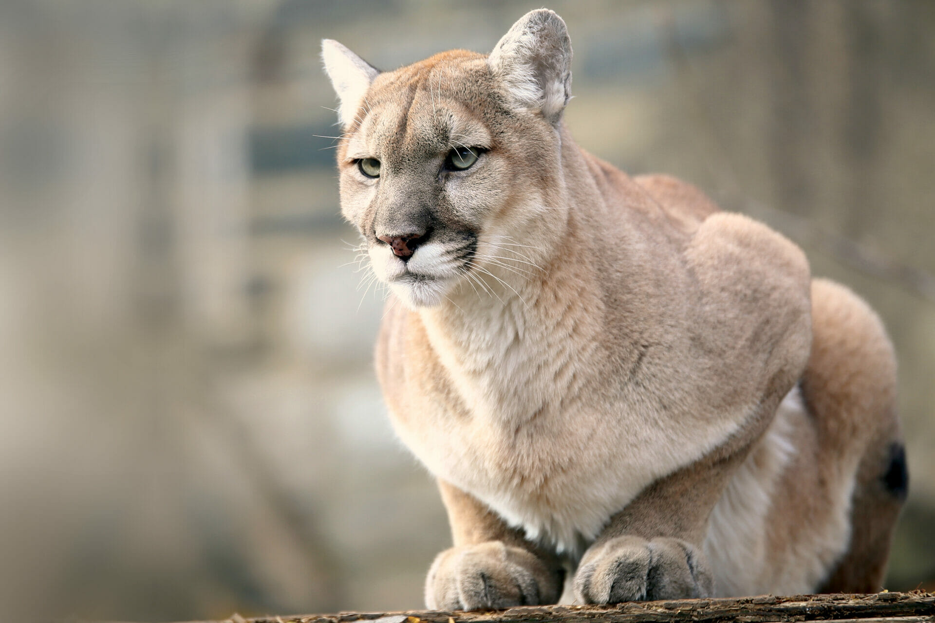 Puma Habitat Physical Description Diet Conservation Philadelphia Zoo