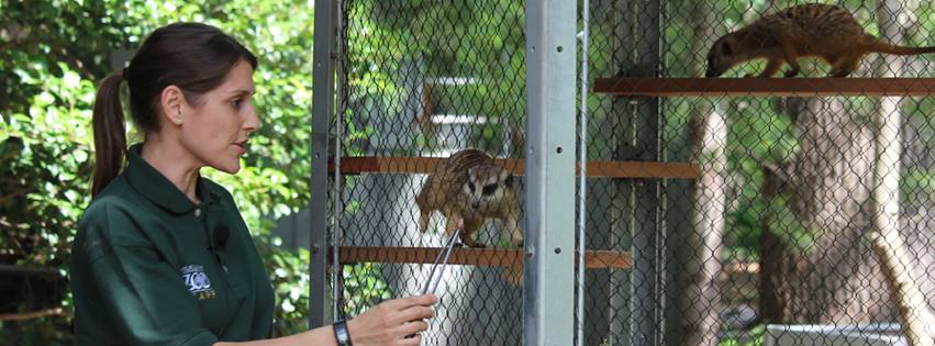 Steph and meerkats