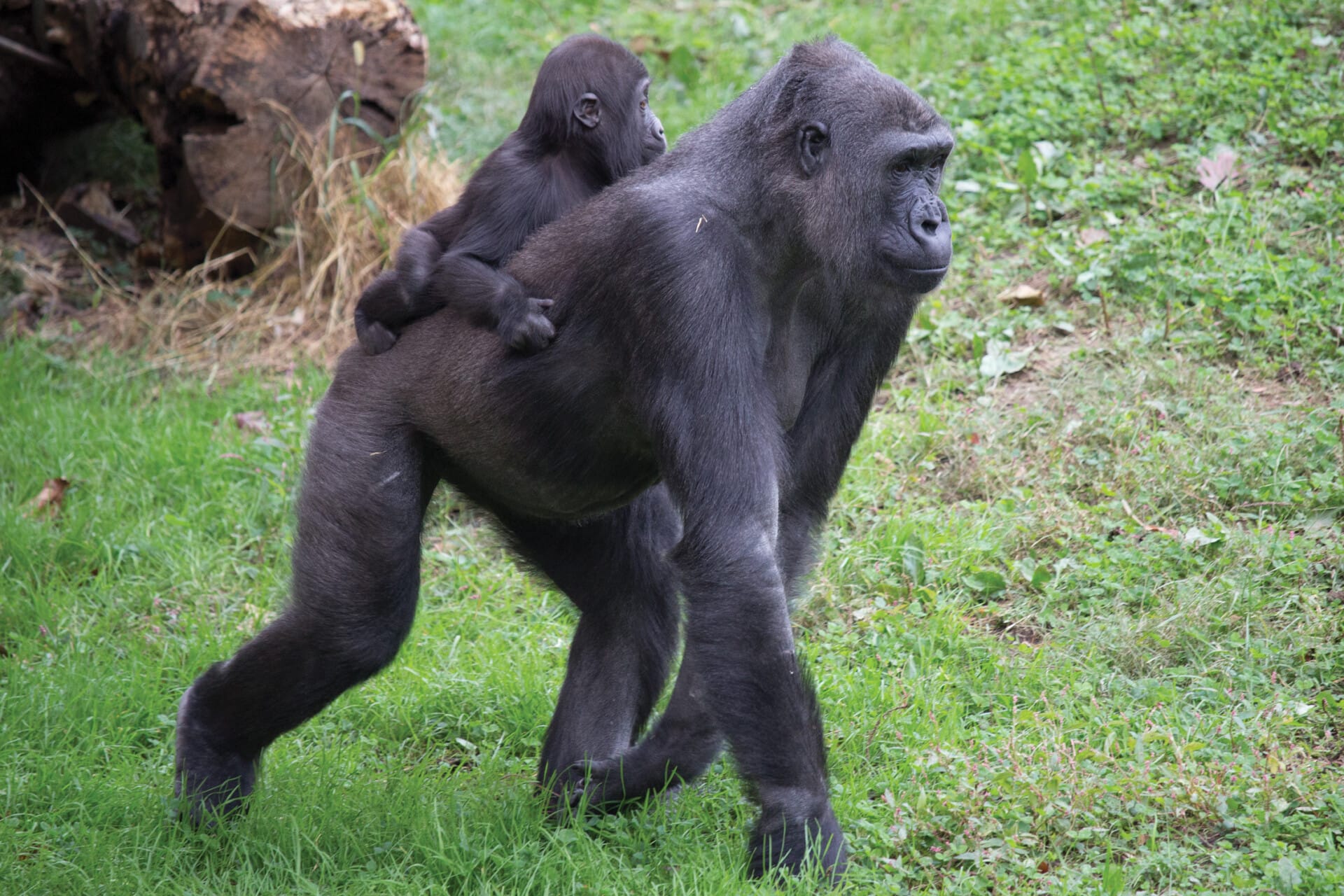 WesternLowlandGorilla AmaniAndHoni 8607