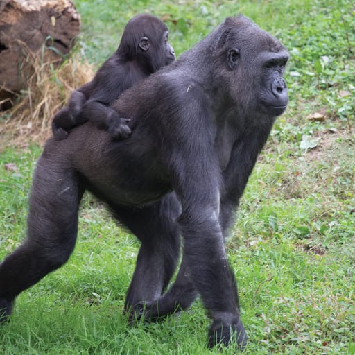 WesternLowlandGorilla AmaniAndHoni 8607