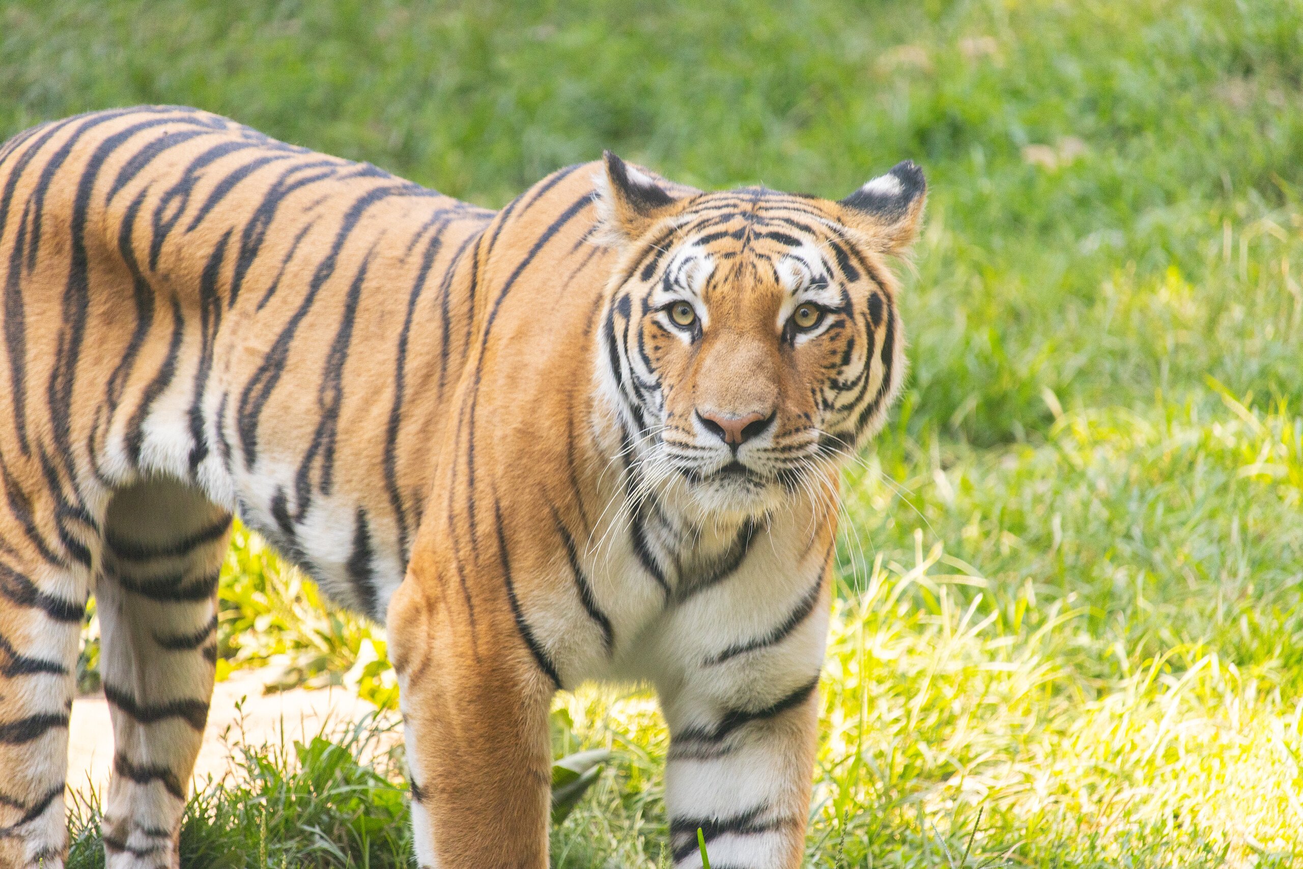Rory the Amur tiger in her enclosure at Big Cat Falls at Philadelphia Zoo.