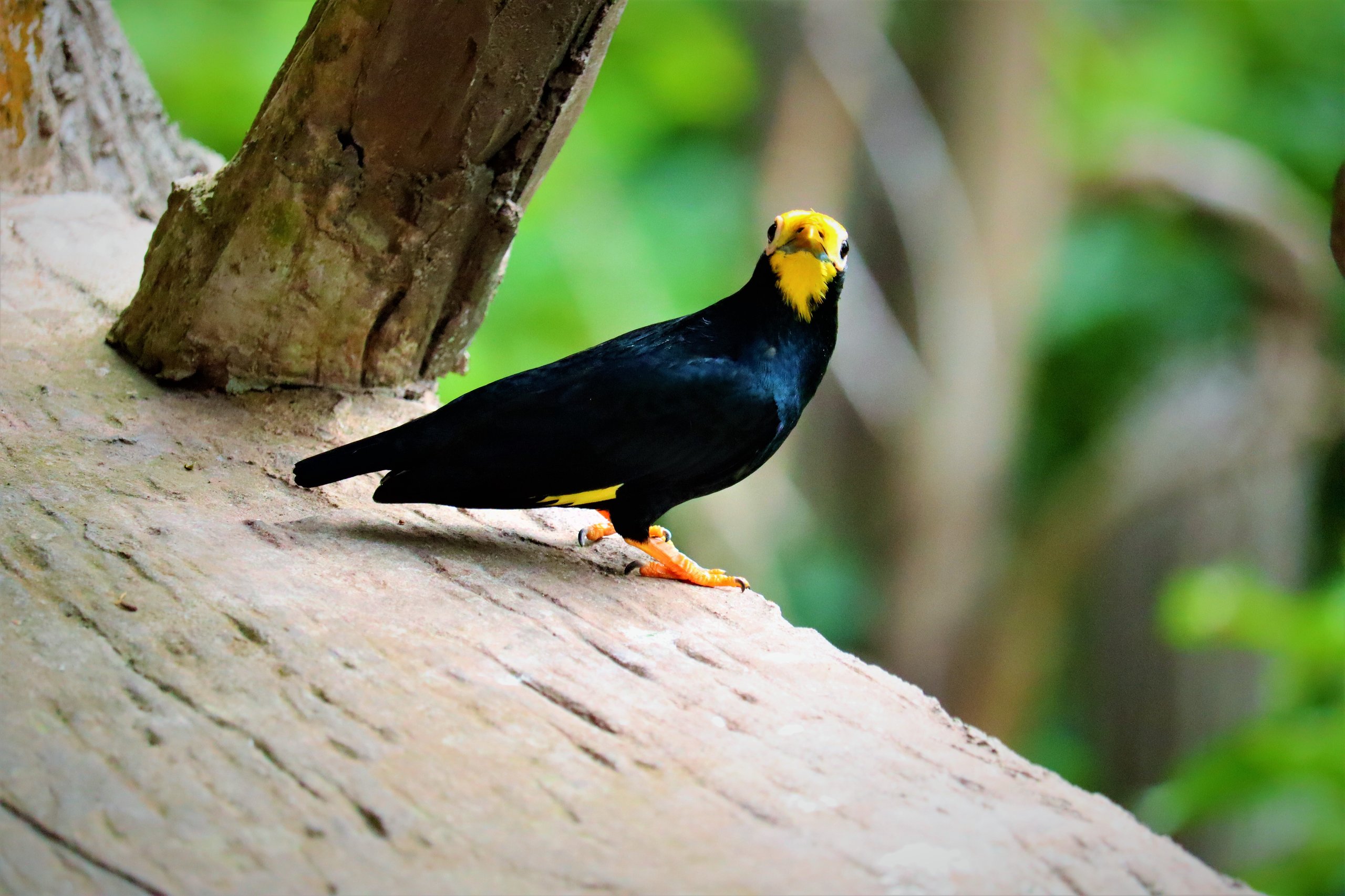 A golden crested mynah, one of the species guests can find inside the rainforest exhibit at the Philadelphia Zoo's McNeil Avian Center.