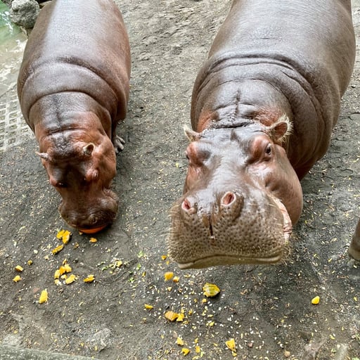 Hippo pumpkins