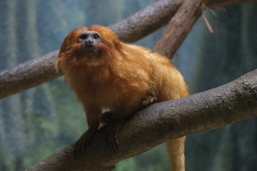 GoldenLionTamarin 0114 512x341 1