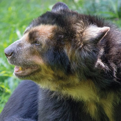 Andean.SpectacledBear Rosie 3406