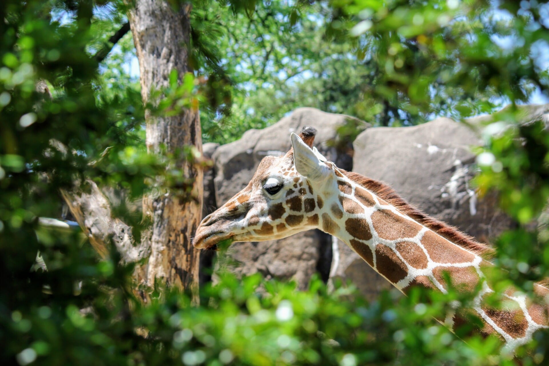 african plains giraffe e1572628172208