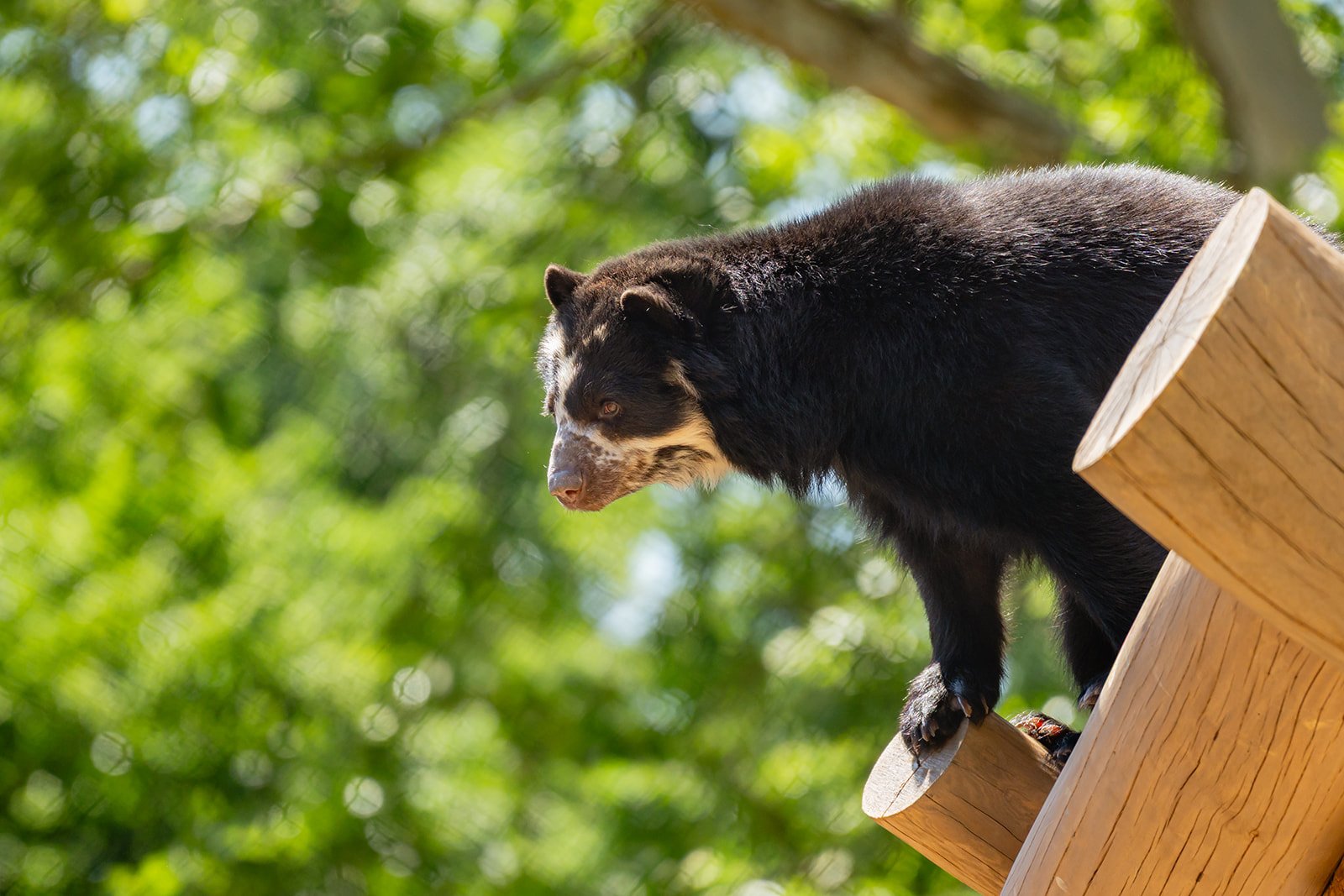 An Andean bear explores its habitat in the newly opened Carey Bear Country at Philadelphia Zoo.