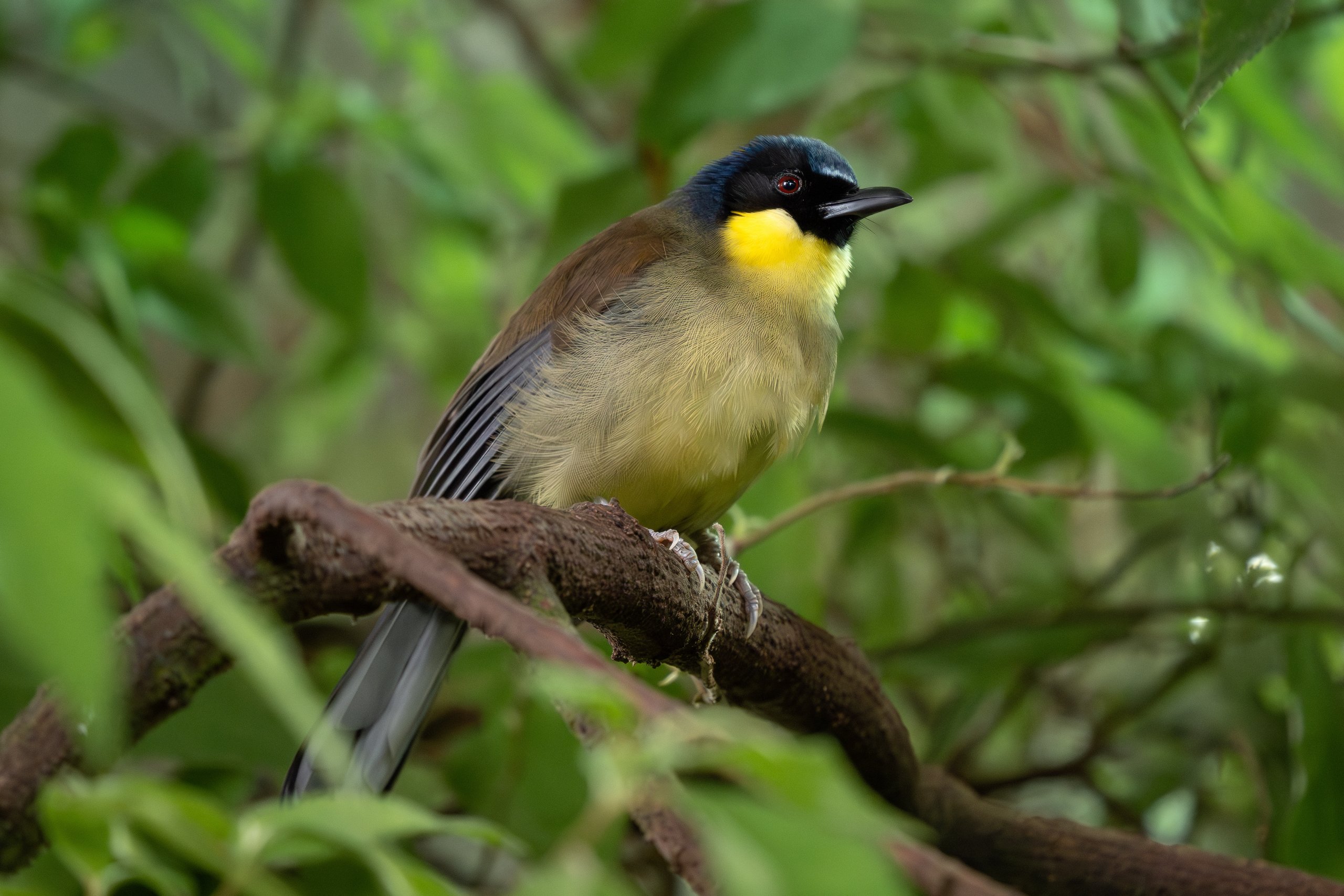 A blue-crowned laughingthrush, one of the species guests can find inside the rainforest exhibit at the Philadelphia Zoo's McNeil Avian Center.
