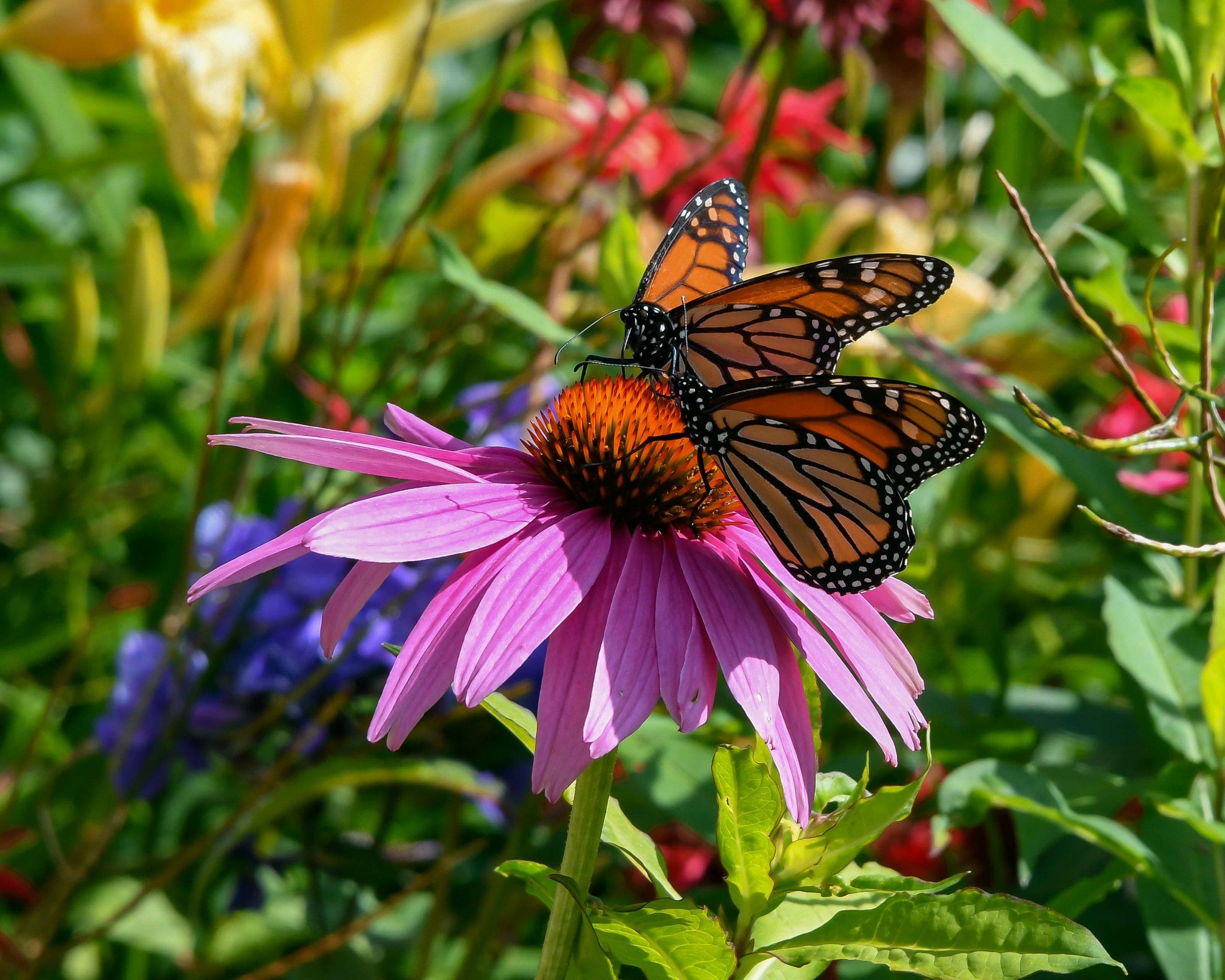 Two Monarch butterflies sit on a pink cone flower in a garden.
