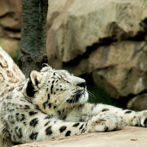 A snow leopard stretches in its habitat in Big Cat Falls at Philadelphia Zoo.
