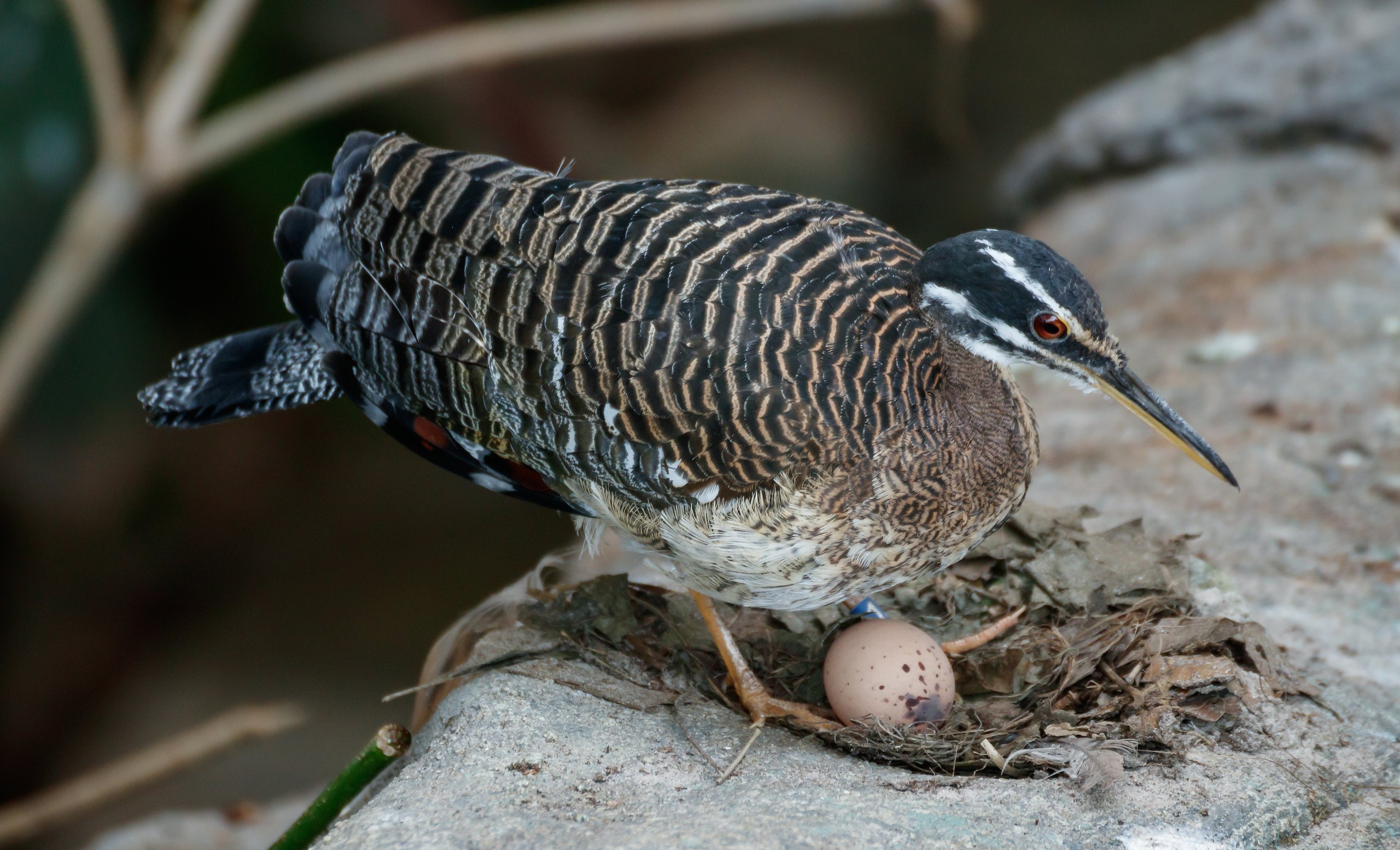 Building A Beak: A Sunbittern’s Second Chance