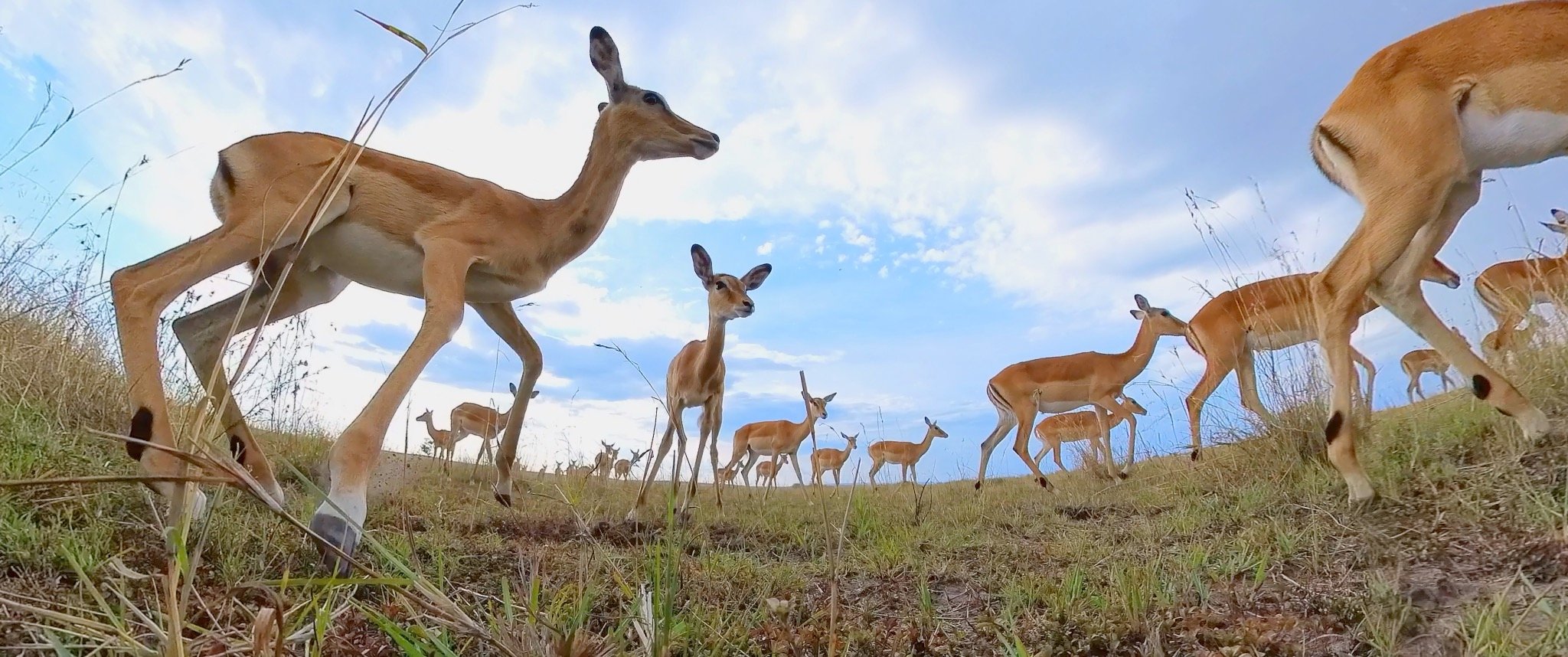 Africa Stills7