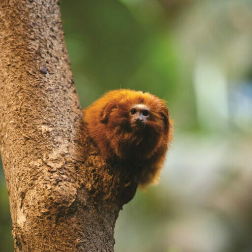 GoldenLionTamarin Flickr SebastianBergmann 512x512 1