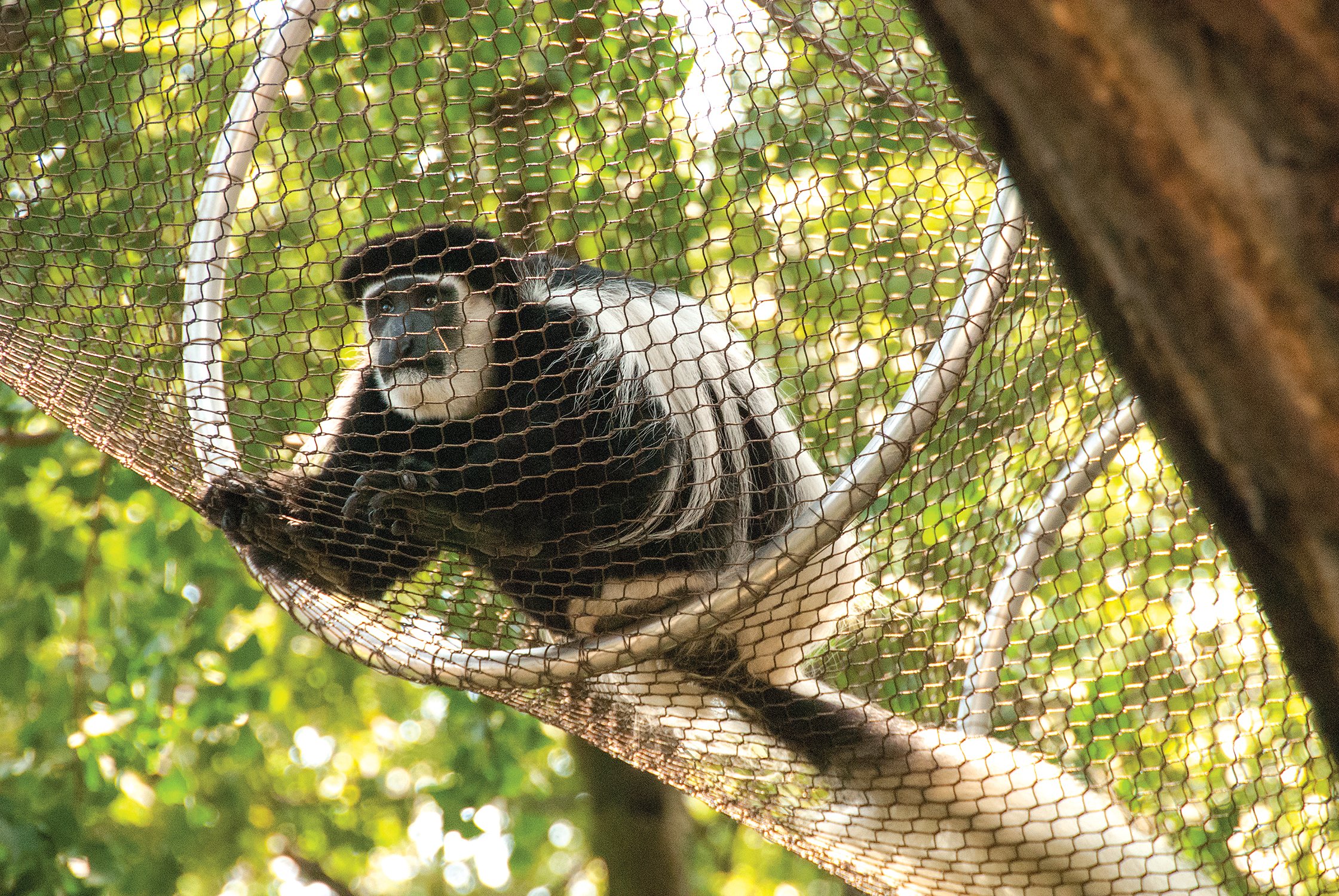 A black-and-white colobus monkey traverses the Zoo360 treetop trails at Philadelphia Zoo.