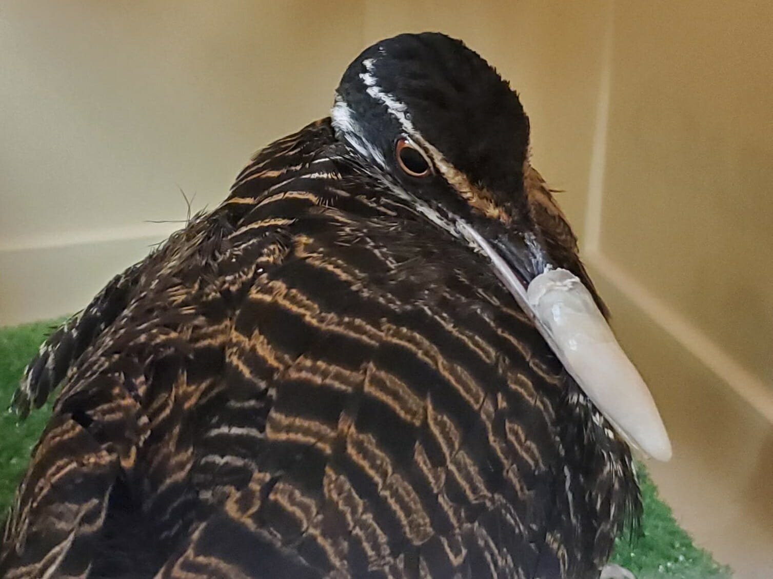 Sunbittern with new beak