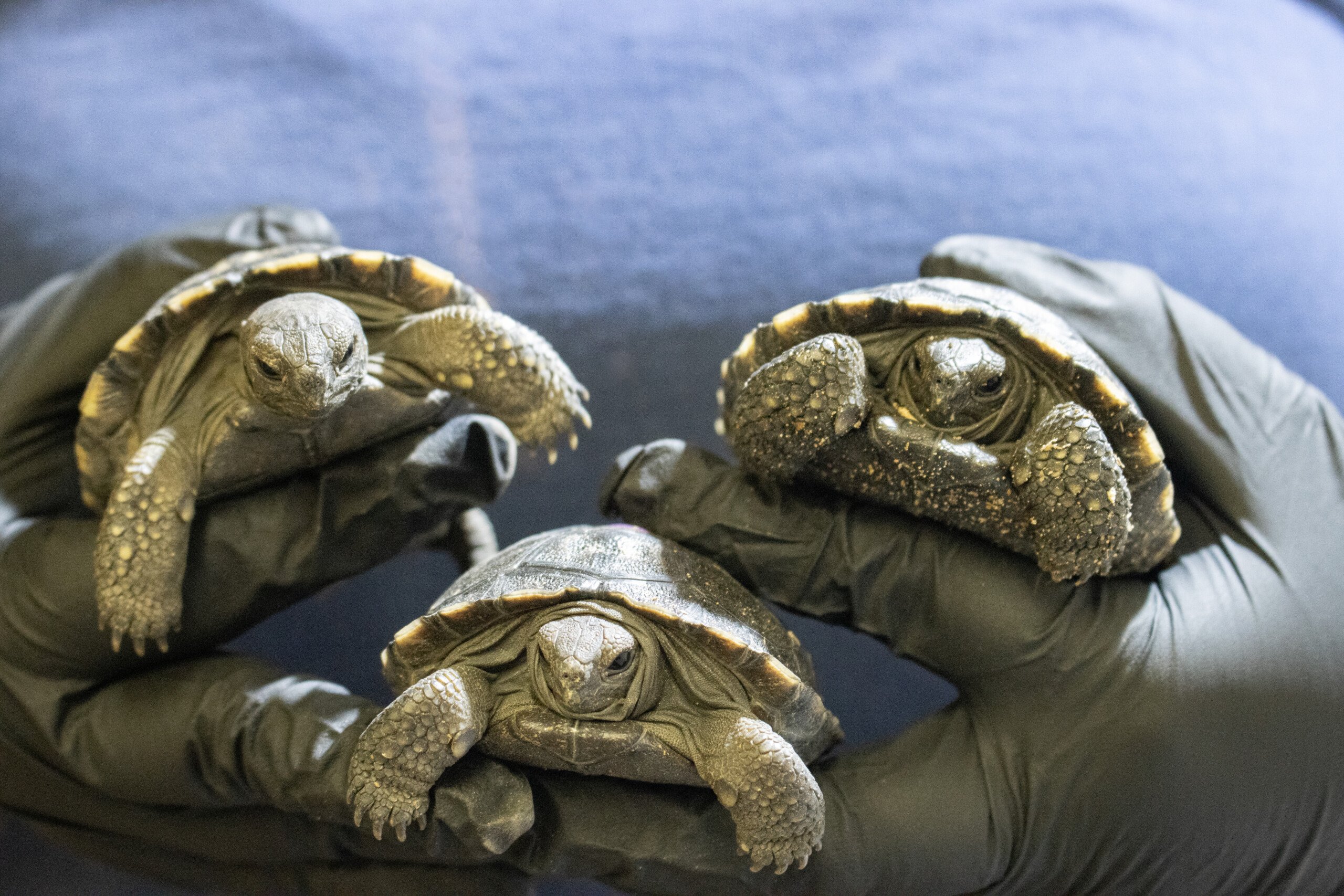 A zookeeper holds three male Galapagos tortoise hatchlings at the Reptile and Amphibian House at Philadelphia Zoo.