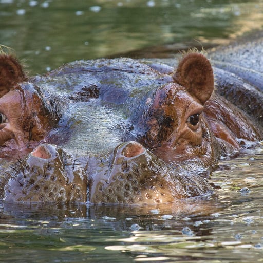 Hippo Unna 2541