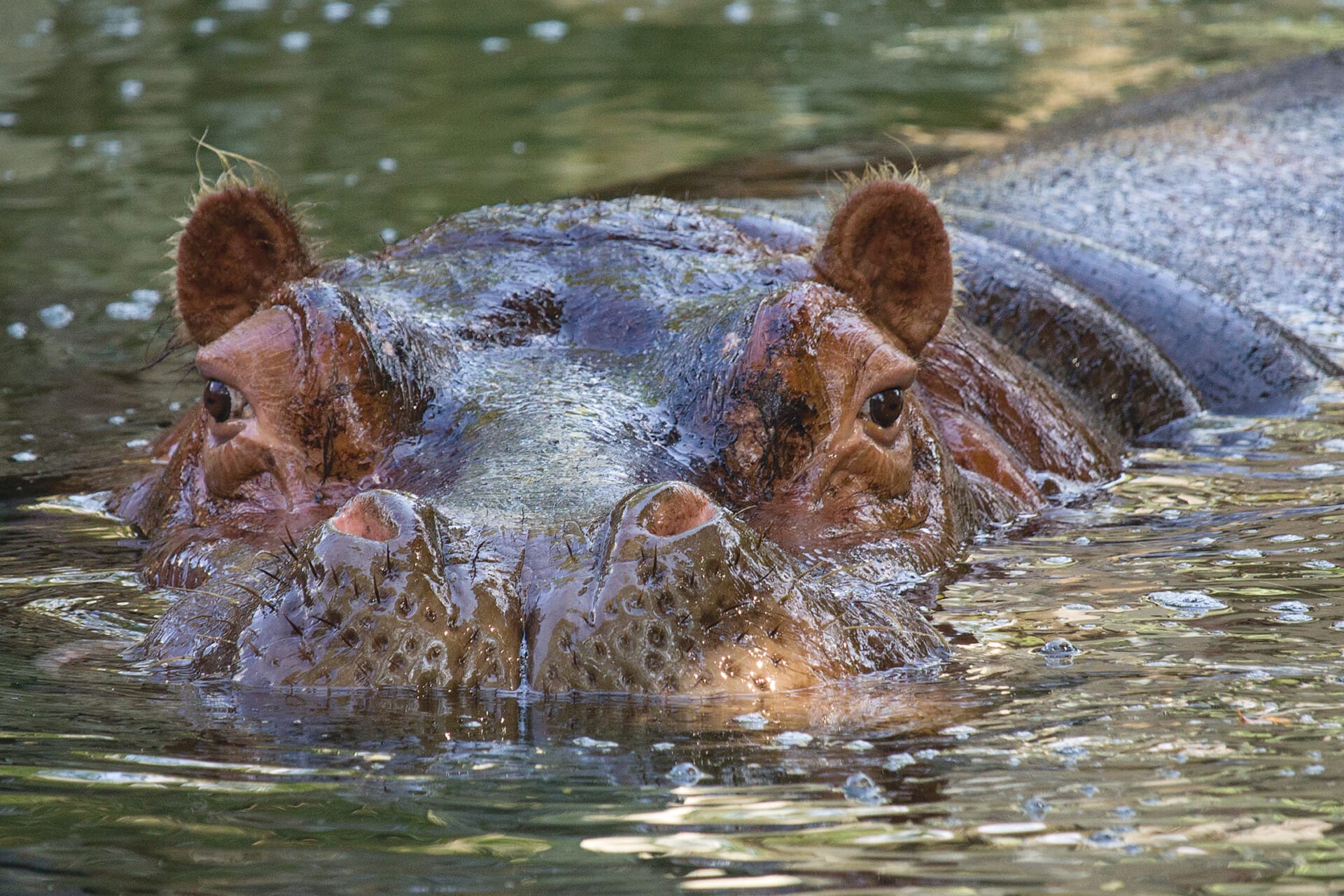 Hippo Unna 2541
