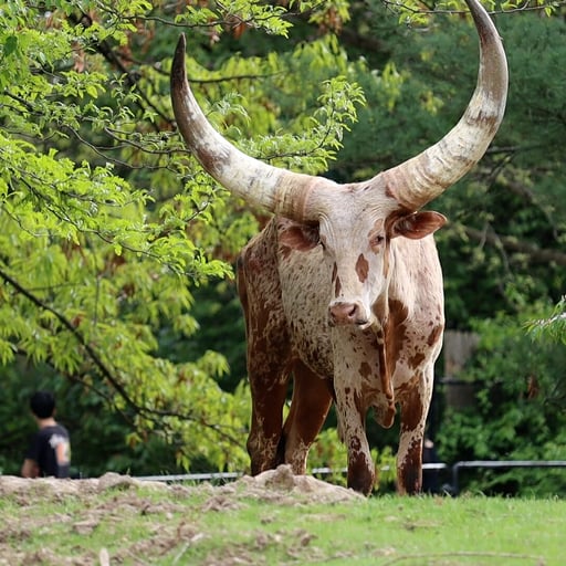 Ankole speckled