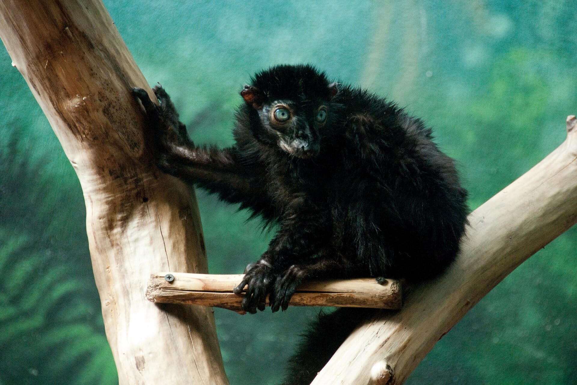 BlueEyedLemur 03.08.12 0021