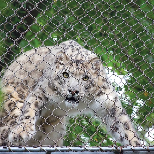 A snow leopard travels through the Zoo360 trails in Big Cat Falls at Philadelphia Zoo.