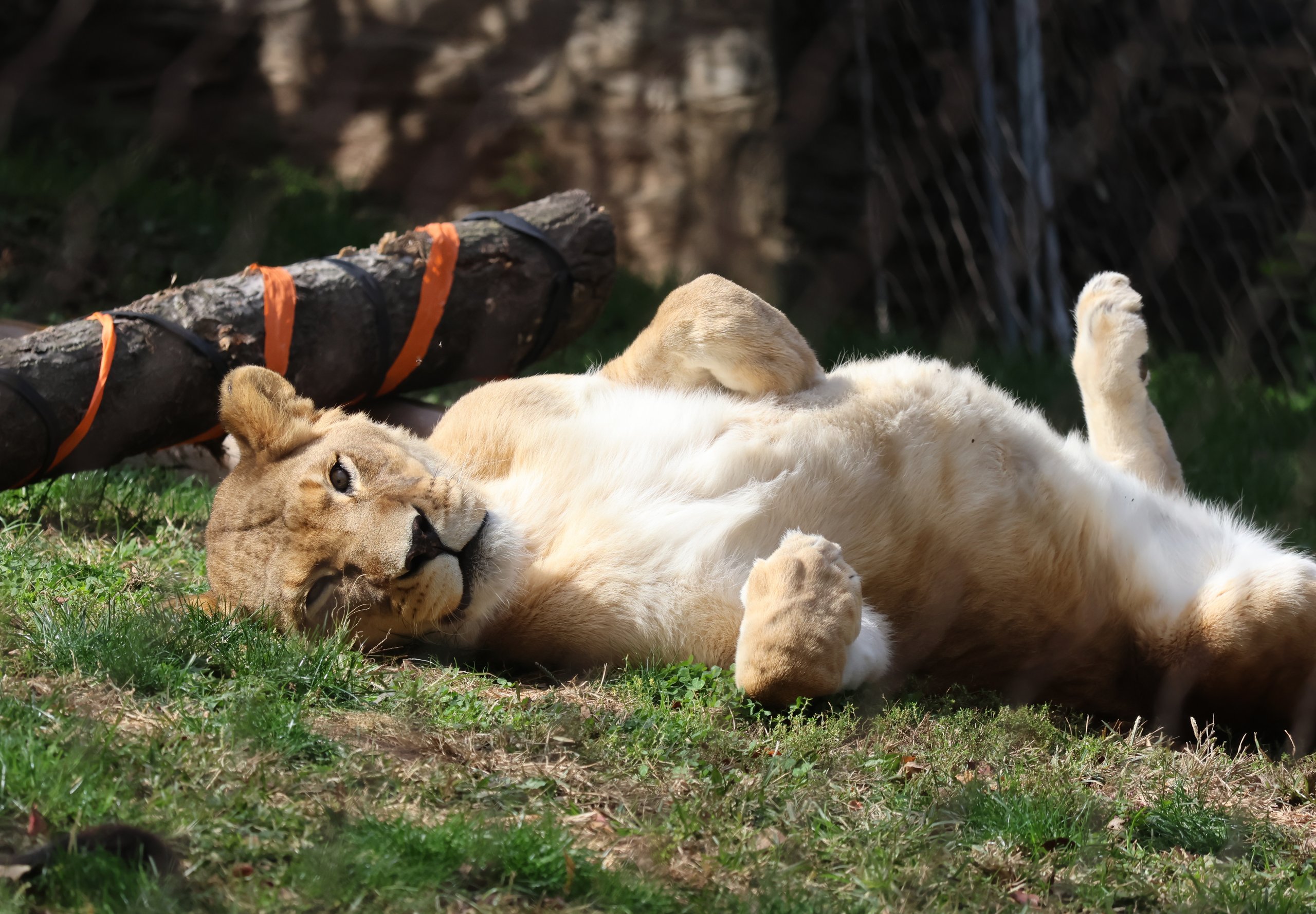 African Lion Tajiri lays on her back in her habitat in Big Cat Falls at Philadelphia Zoo.